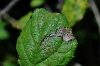 Stigmella plagicolella