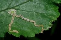 Stigmella splendidissimella