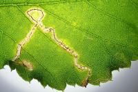 Stigmella splendidissimella