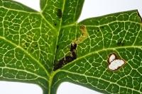 Bucculatrix bechsteinella