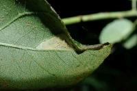 Phyllonorycter