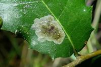 Phyllonorycter belotella