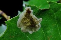 Phyllonorycter belotella