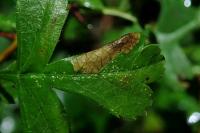 Phyllonorycter oxyacanthae