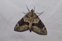 Thera britannica/obeliscata/variata