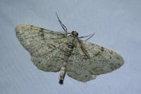 Peribatodes rhomboidaria