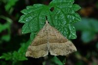 Hypena proboscidalis