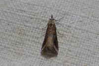 Schrankia costaestrigalis