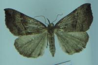 Hypena proboscidalis