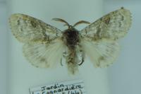 Calliteara pudibunda