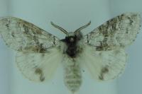 Calliteara pudibunda