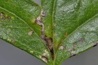 Bucculatrix bechsteinella