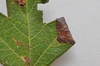 Parornix anglicella