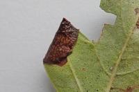 Parornix anglicella