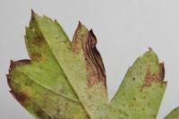 Phyllonorycter oxyacanthae