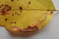 Lyonetia clerkella