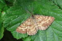 Ematurga atomaria