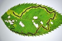 Stigmella anomalella