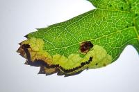 Stigmella regiella