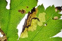 Stigmella regiella