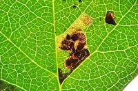 Stigmella perpygmaeella