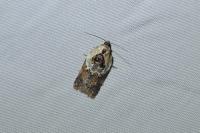 Acleris variegana