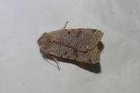 Agrochola lychnidis