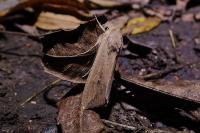 Mythimna unipuncta