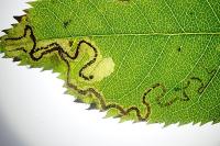 Stigmella anomalella