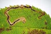 Stigmella anomalella