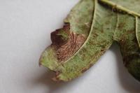 Phyllonorycter oxyacanthae