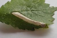 Phyllonorycter tristrigella