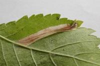 Phyllonorycter tristrigella