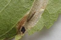Phyllonorycter tristrigella