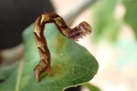 Cyclophora punctaria