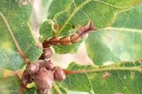 Cyclophora punctaria