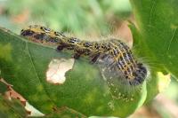 Phalera bucephala
