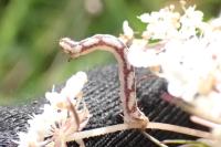 Eupithecia centaureata