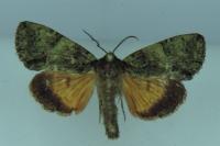 Polyphaenis sericata