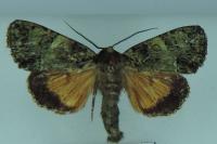 Polyphaenis sericata