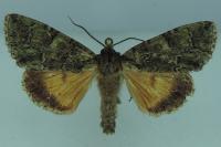 Polyphaenis sericata