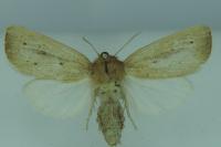 Sesamia nonagrioides