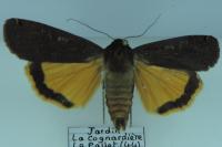 Noctua pronuba