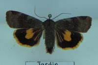 Noctua janthe