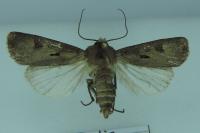 Agrotis exclamationis