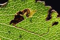 Stigmella pyri