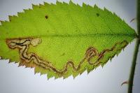 Stigmella anomalella
