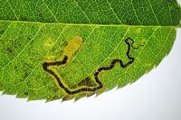 Stigmella centifoliella