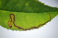 Stigmella centifoliella
