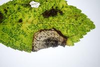 Stigmella plagicolella